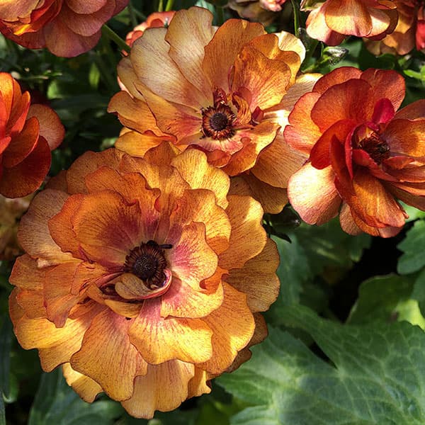 [送料無料]ラナンキュラス：ラックス　サティロス3.5-4号ポット 6株セット