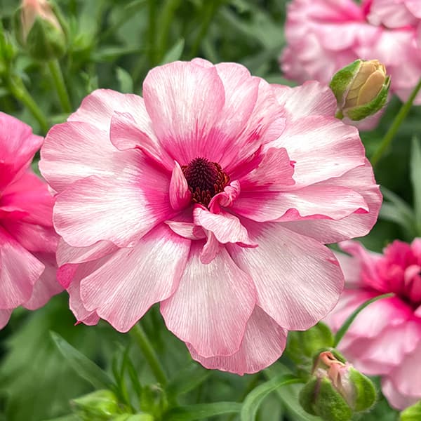 ラナンキュラス：ラックス　ジュピター3.5-4号ポット 3株セット