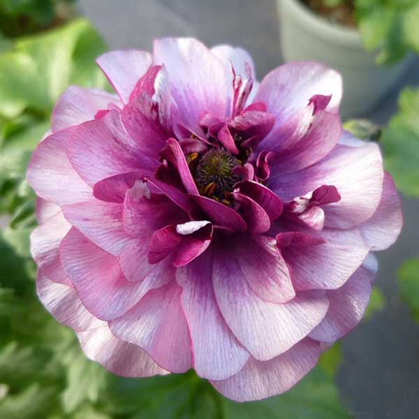 [送料無料]ラナンキュラス：ラックス　ティーバ3.5-4号ポット 6株セット