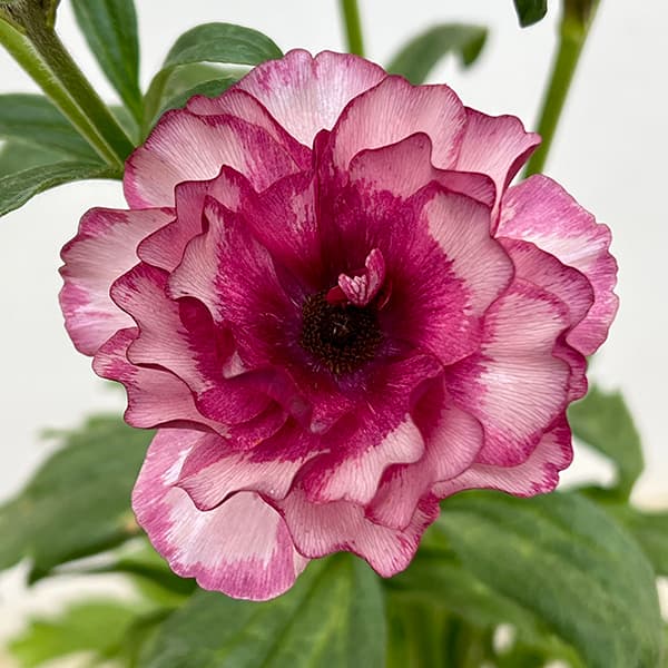 [送料無料]ラナンキュラス：ラックス　ディオニュソス3.5-4号ポット 6株セット