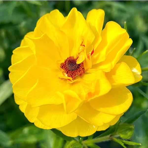 [送料無料]ラナンキュラス：ラックス　ピュタロス２／3.5-4号ポット 6株セット