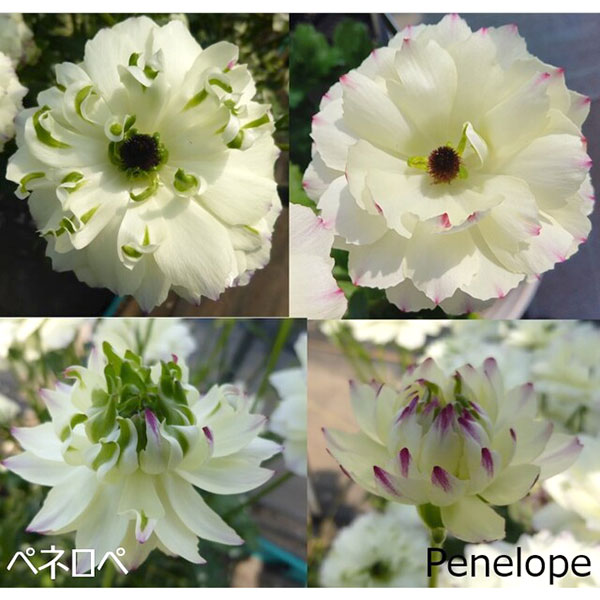 [送料無料]ラナンキュラス：ラックス　ペネロペ3.5-4号ポット 6株セット