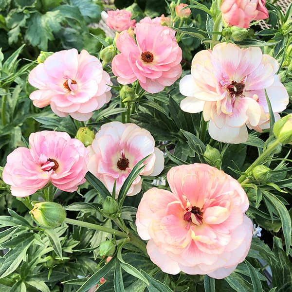 [送料無料]ラナンキュラス：ラックス　ヘレン3.5-4号ポット 6株セット