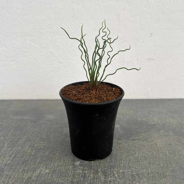 ブルビネ：トルタ　3号鉢植え