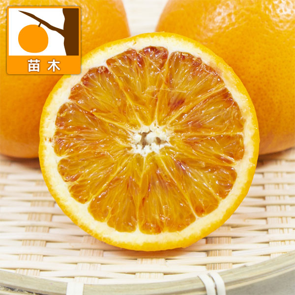 ブラッドオレンジ：タロッコ4-5号ポット