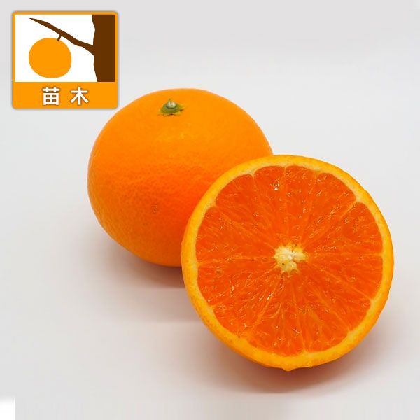 キヨミオレンジ（清見オレンジ）3号ポット