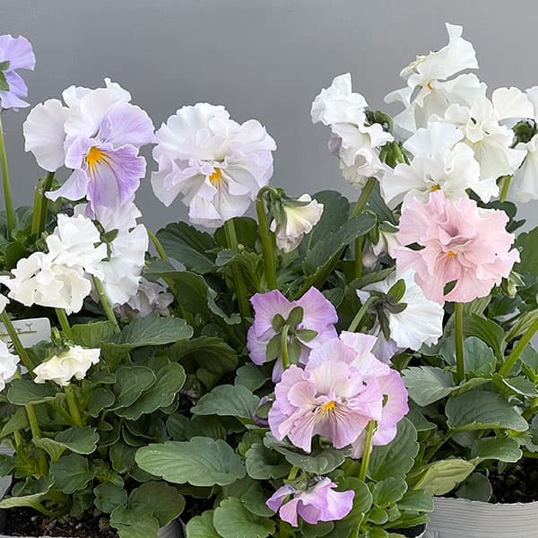 ビオラ：花絵本3.5号ポット