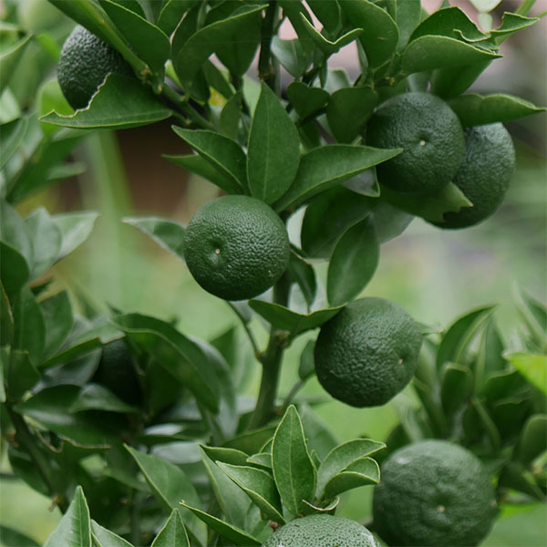 スダチ3号ポット