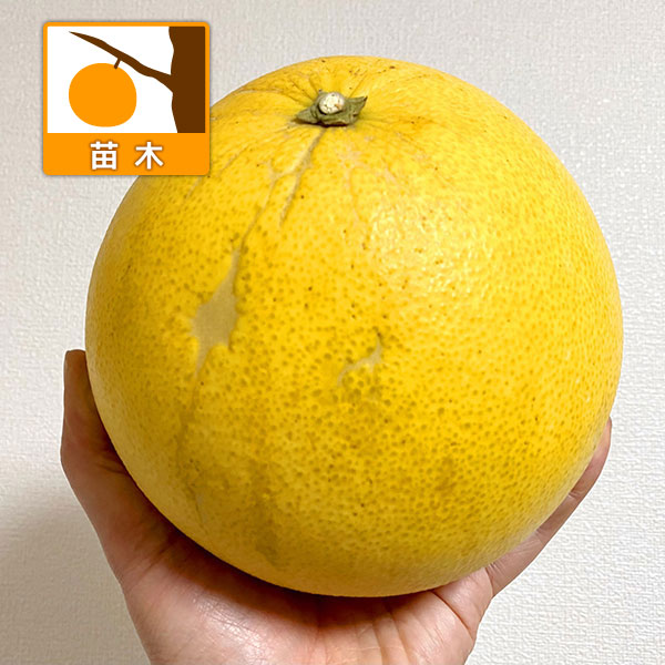 チャンドラポメロ5号ポット