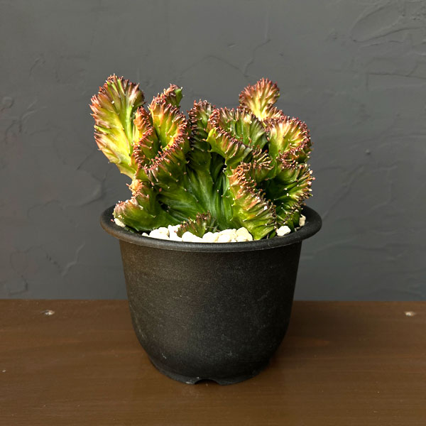 ユーフォルビア：ラクティアマハラジャ（接ぎ降し）5号鉢植え26-02