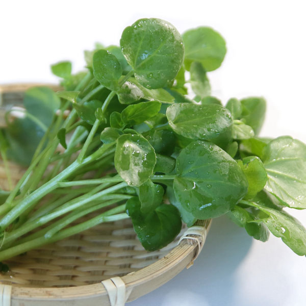 クレソンの苗3号ポット 12株セット