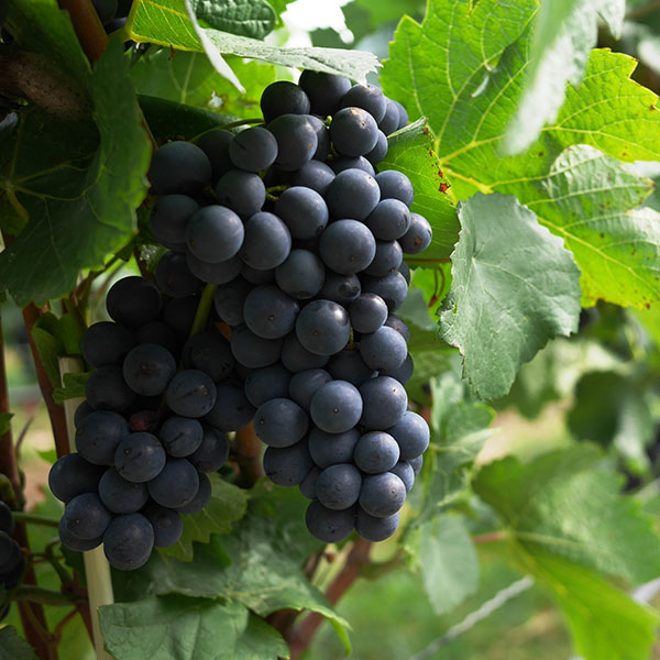 [26年4月下旬予約]ブドウ：ブラック三尺挿木苗4号ポット