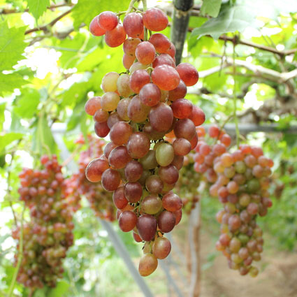 [26年4月下旬予約]ブドウ：紅三尺（ベニサンジャク）挿木苗4号ポット