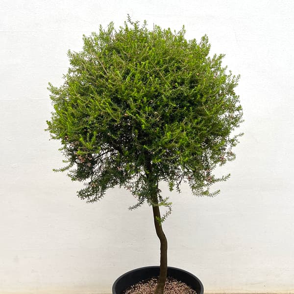 エリカ：ジャノメエリカ（スタンド仕立て）8号鉢植え