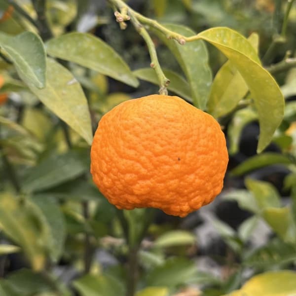 クガニー5号ポット