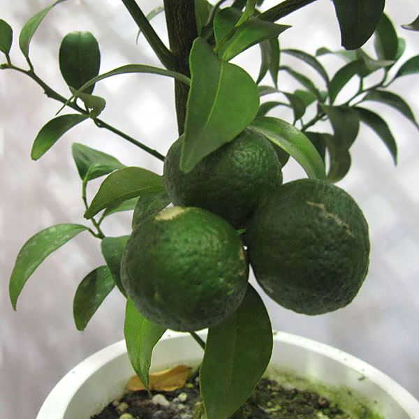 シークワーサー：種無し5号ポット