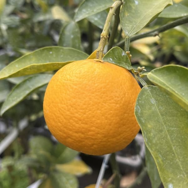 タルガヨ5号ポット