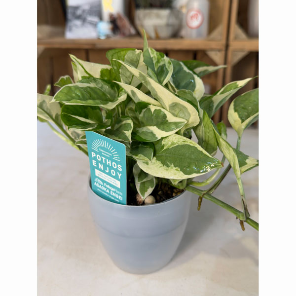 ポトス：エンジョイ3号ポット潤流鉢（穴ナシ鉢カバー入り）入り