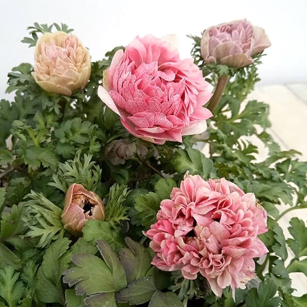 [26年2月中下旬予約]アネモネ：クラシカルピンク3-3.5号ポット*