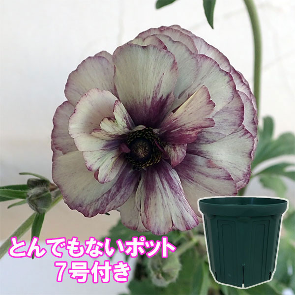 ラナンキュラス：ラックス　アイオリア3.5-4号ポット／とんでもないポット付き