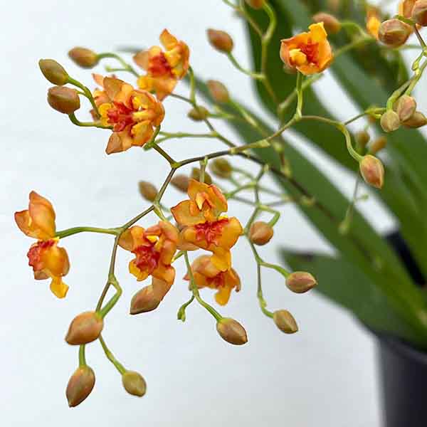 オンシジウム：トゥインクル　オレンジ系3.5号ポット