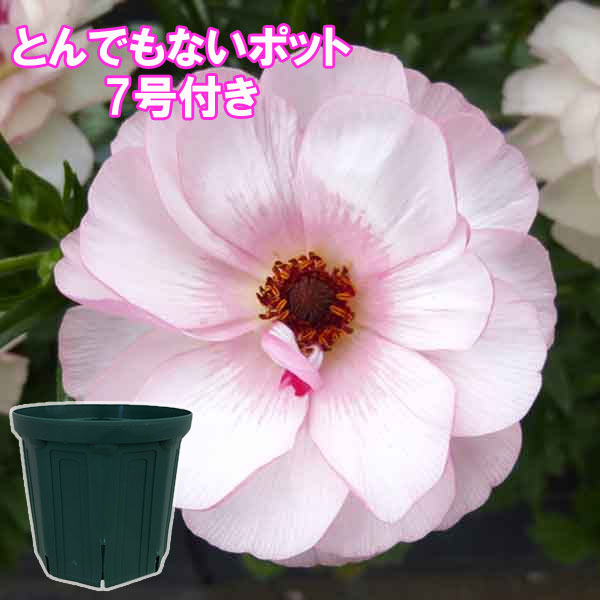 ラナンキュラス：ラックス　ヴィーナス3.5-4号ポット／とんでもないポット付き