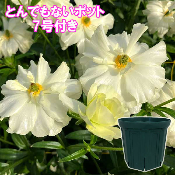 ラナンキュラス：ラックス　グレーシス3.5-4号ポット／とんでもないポット付き