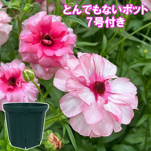 ラナンキュラス：ラックス　ジュピター3.5-4号ポット／とんでもないポット付き