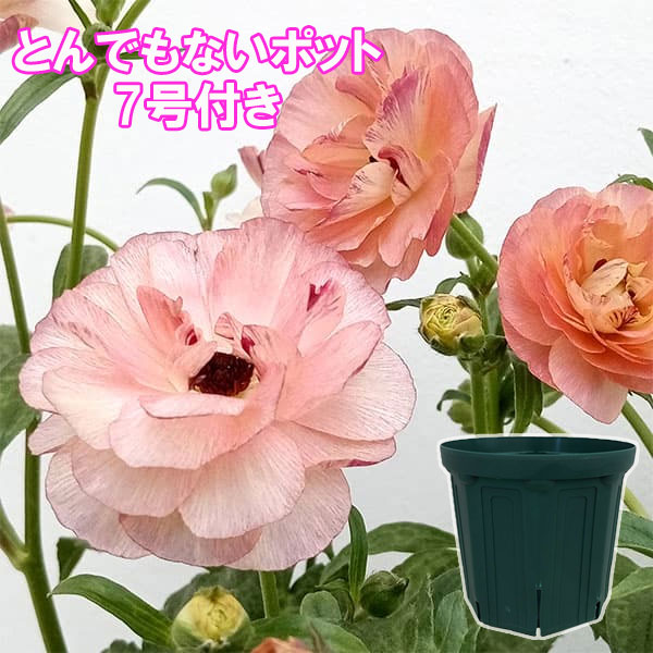 ラナンキュラス：ラックス　ヘスティア3.5-4号ポット／とんでもないポット付き