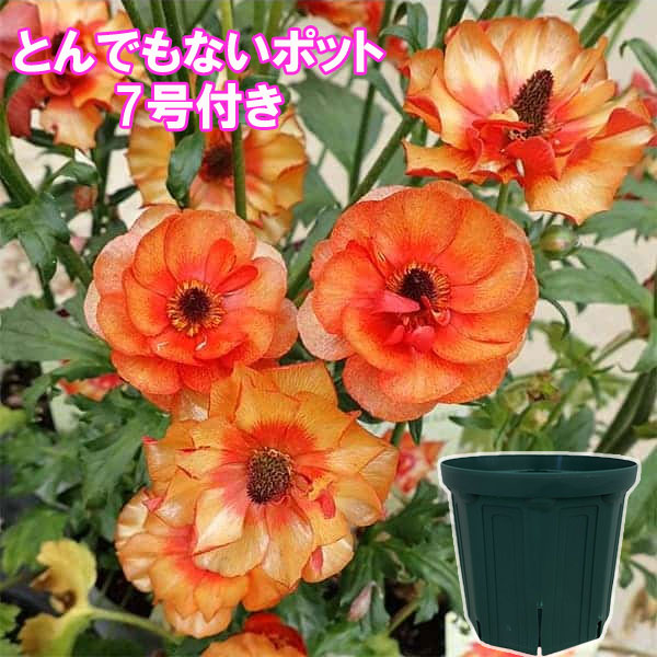 ラナンキュラス：ラックス　ミノアン２3.5-4号ポット／とんでもないポット付き