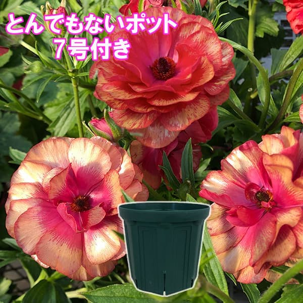 ラナンキュラス：ラックス　ムーサ3.5-4号ポット／とんでもないポット付き