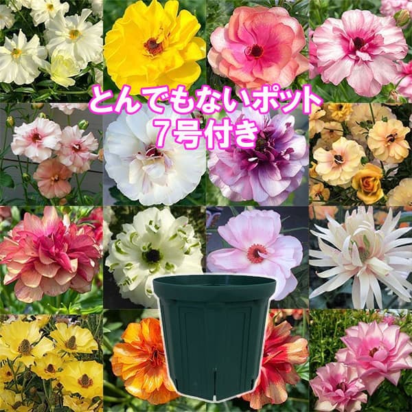 ラナンキュラス：ラックス　品種おまかせ3.5-4号ポット／とんでもないポット付き
