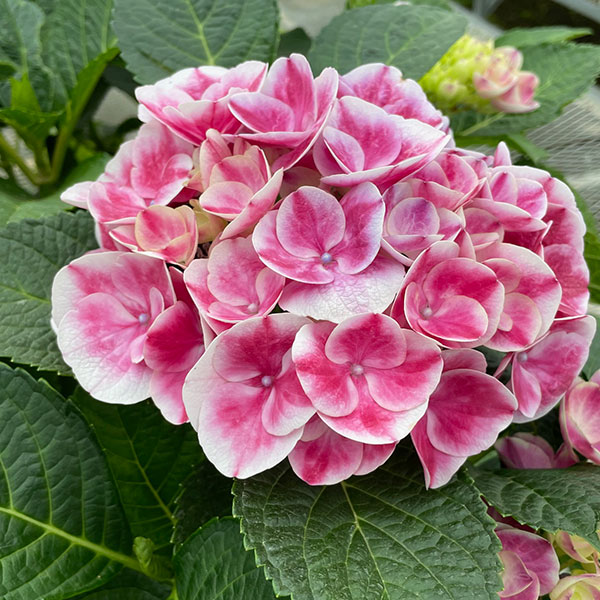 アジサイ：ルシール3.5号ポット