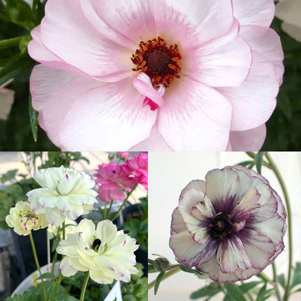 ラナンキュラス：ラックス3種セット／アイオリア・ヴィーナス・ペネロペ3.5-4号ポット