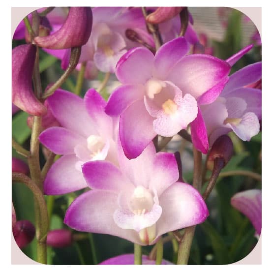 キンギアナム：春の恋3.5号鉢植え