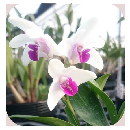 キンギアナム：日の丸3.5号鉢植え