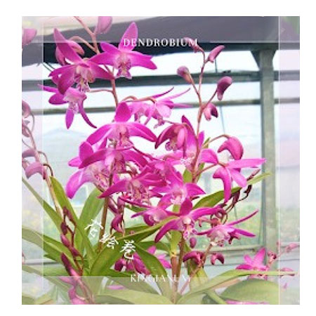 キンギアナム：花絵巻3.5号鉢植え