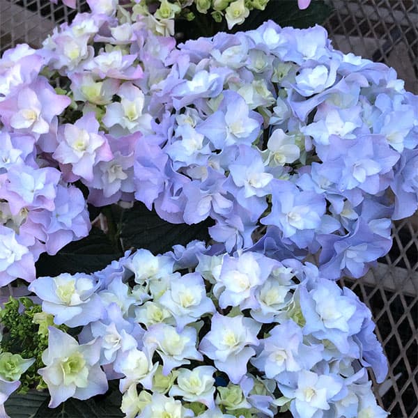 アジサイ：L’luvia（ジュビア）3.5号ポット