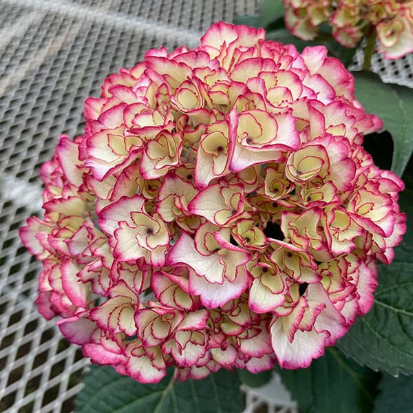 アジサイ：花宴（はなのえん）3.5号ポット