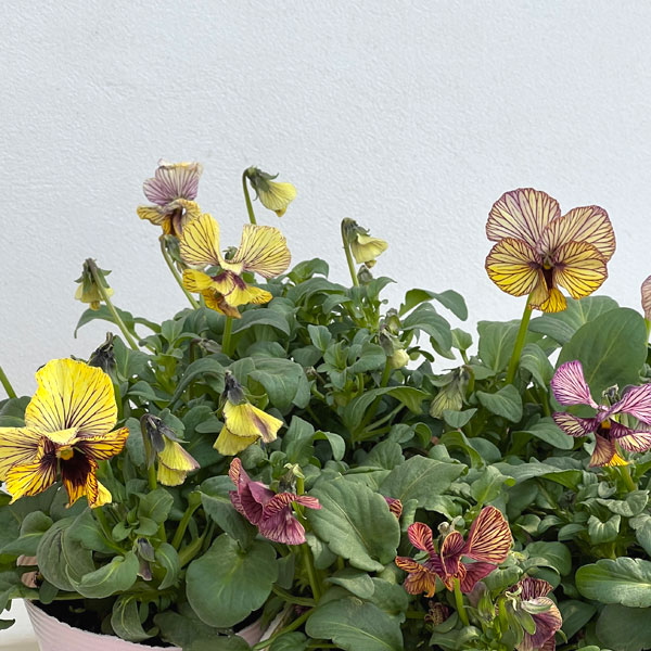 ビオラ：A-STORYシークレットベイン3.5号ポット