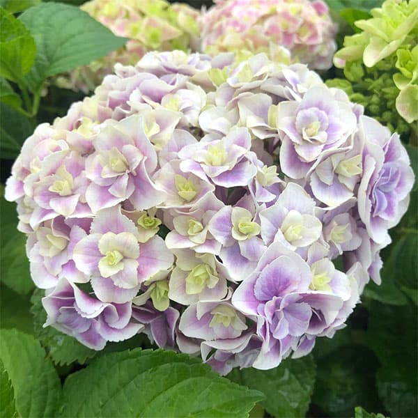 アジサイ：旭日昇天（キョクジツショウテン）3.5号ポット