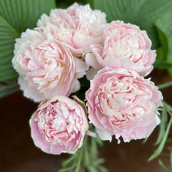 [26年2月中下旬予約]シャクヤク（芍薬）：朱鷺姿（ときすがた）7号ポット