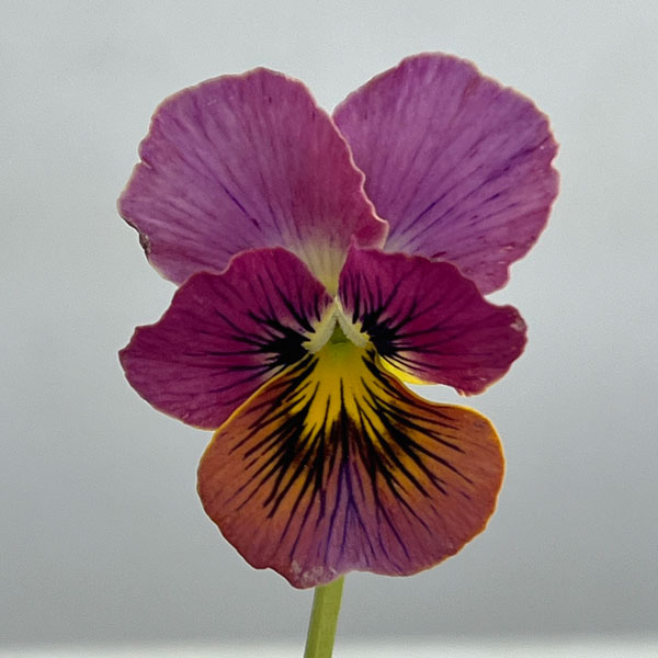 ビオラ：A-STORY恋文（こいぶみ）斑入り3.5号ポット