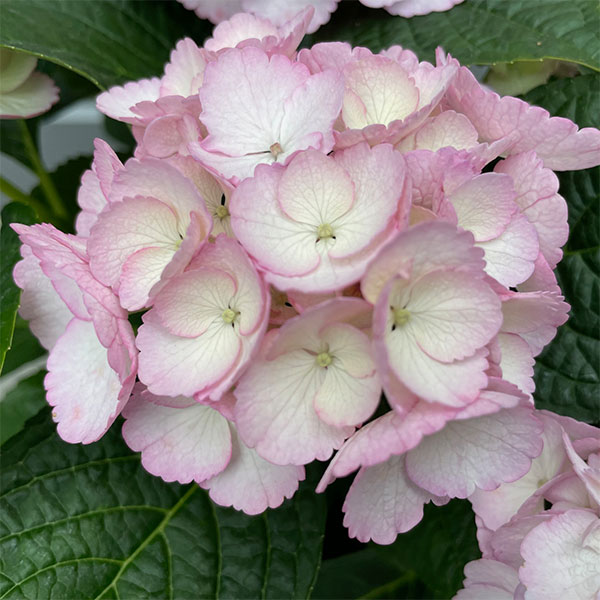 アジサイ：Cocon（ココン）3-3.5号ポット