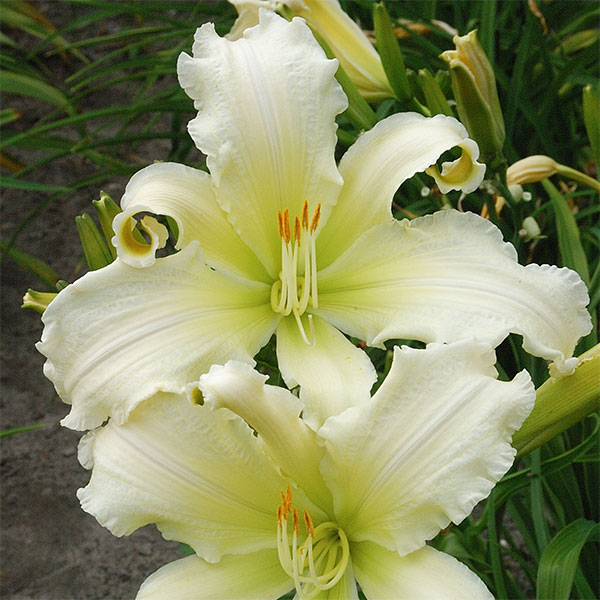 [26年2月中下旬予約]ヘメロカリス：ヘブンリーエンジェルアイ5号ポット