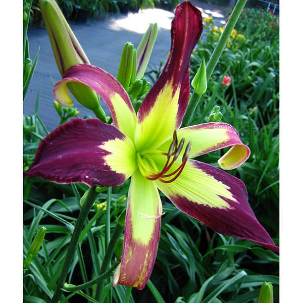 [26年2月中下旬予約]ヘメロカリス：アップリケ5号ポット