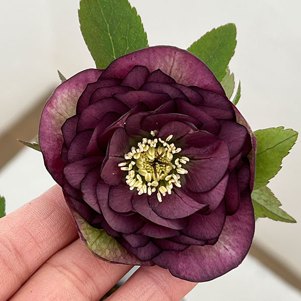 横山園芸さんのクリスマスローズ：26-03プリマドレス4.5号ポット【現品販売】