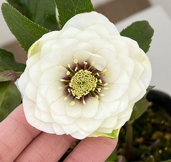 横山園芸さんのクリスマスローズ：26-04プリマドレス4.5号ポット【現品販売】