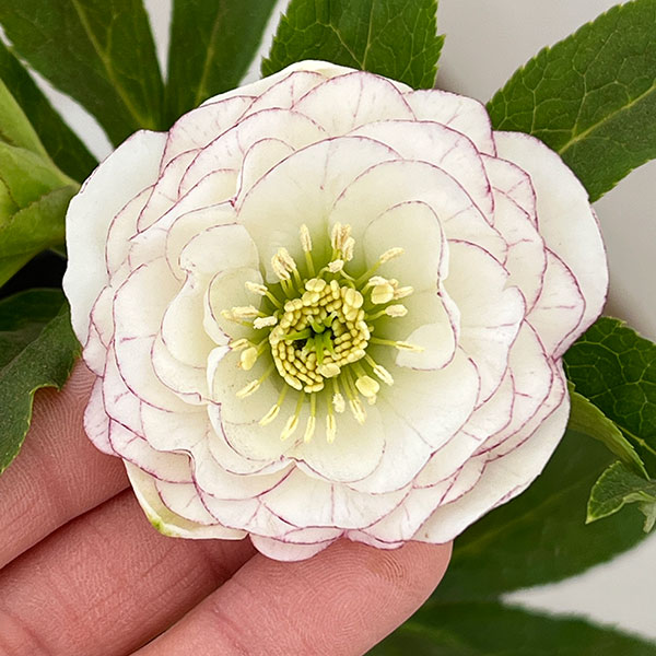 横山園芸さんのクリスマスローズ：26-08プリマドレス4.5号ポット【現品販売】