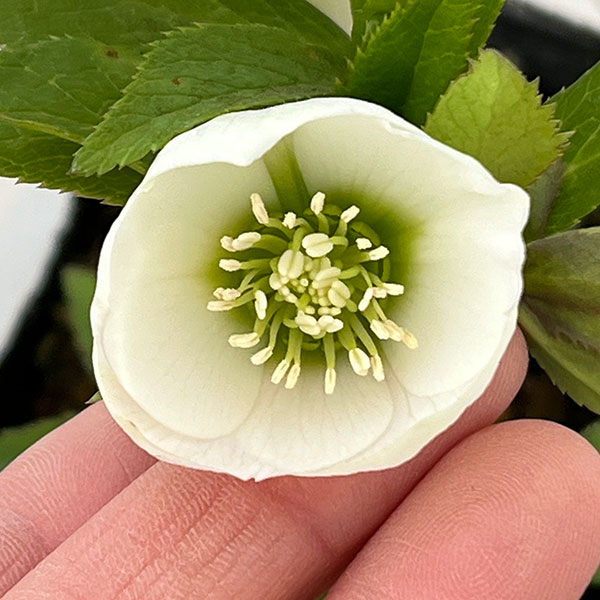 横山園芸さんのクリスマスローズ：26-10プチドール4.5号ポット【現品販売】